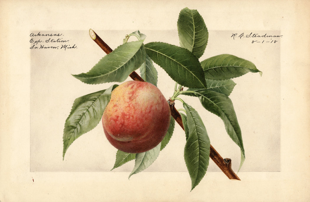 The History Behind Those Trendy Fruit Illustrations